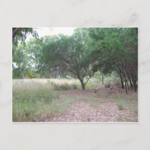 Carte Postale Il y a un dinosaure dans la forêt...