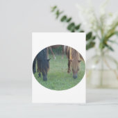 Carte Postale Île de Chincoteague / Poney de l'île d'Assateague (Debout devant)