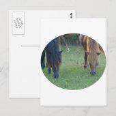 Carte Postale Île de Chincoteague / Poney de l'île d'Assateague (Devant / Derrière)