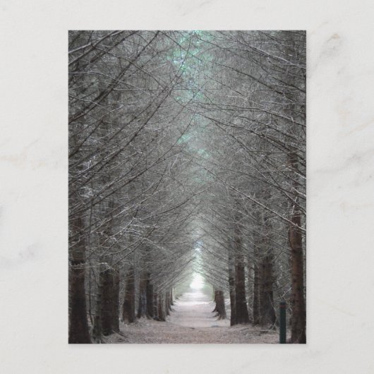 Carte Postale Île de Mull Forest (Devant)