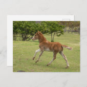 Carte Postale Île de Pâques alias Rapa Nui (Devant / Derrière)