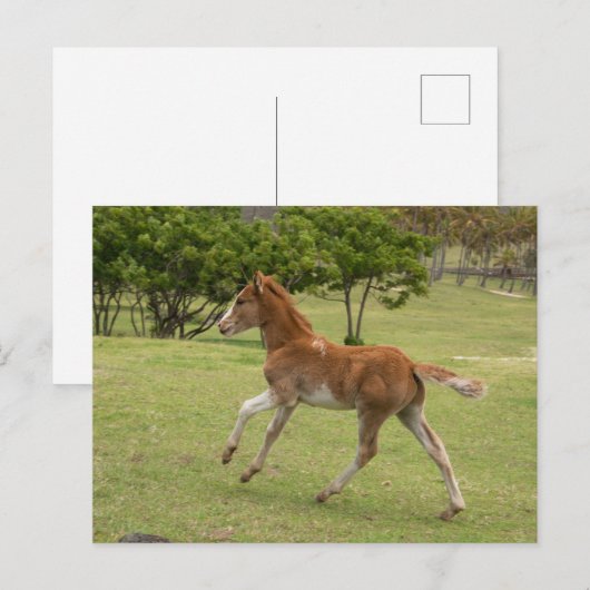 Carte Postale Île de Pâques alias Rapa Nui (Devant / Derrière)