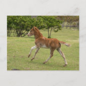 Carte Postale Île de Pâques alias Rapa Nui (Devant)