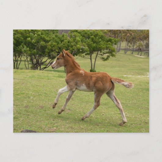 Carte Postale Île de Pâques alias Rapa Nui (Devant)