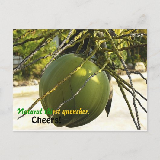 Carte Postale Île (noix de coco) (Devant)