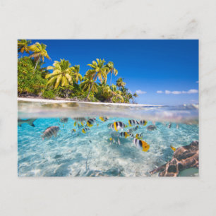 Carte Postale Île tropicale sous et au-dessus de l'eau