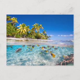 Carte Postale Île tropicale sous et au-dessus de l'eau