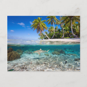 Carte Postale Île tropicale sous et au-dessus de l'eau