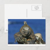 Carte Postale Îles de la mer de Galapagos (Devant / Derrière)