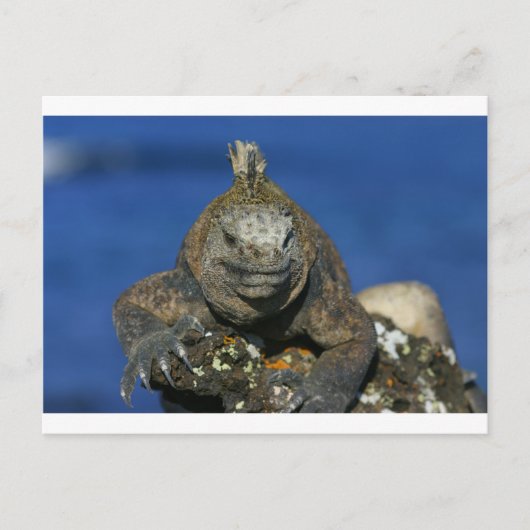 Carte Postale Îles de la mer de Galapagos (Devant)