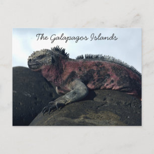 Carte Postale Îles Galapagos Iguana Noire