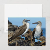 Carte Postale Îles Galapagos, île Isabela (Devant / Derrière)