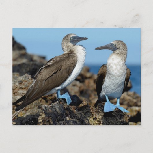 Carte Postale Îles Galapagos, île Isabela (Devant)