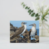 Carte Postale Îles Galapagos, île Isabela (Debout devant)