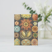 Carte postale illustrant les écureuils de mer vint (Debout devant)