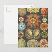 Carte postale illustrant les écureuils de mer vint (Devant / Derrière)