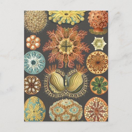 Carte postale illustrant les écureuils de mer vint (Devant)