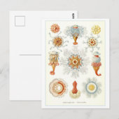 Carte postale illustrant les invertébrés marins vi (Devant / Derrière)