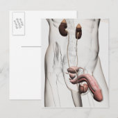 Carte Postale Illustration 3D Du Système Reproductif Homme 1 (Devant / Derrière)