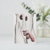 Carte Postale Illustration 3D Du Système Reproductif Homme 1 (Debout devant)