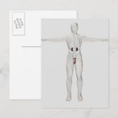 Carte Postale Illustration 3D Du Système Reproductif Homme 2 (Devant / Derrière)