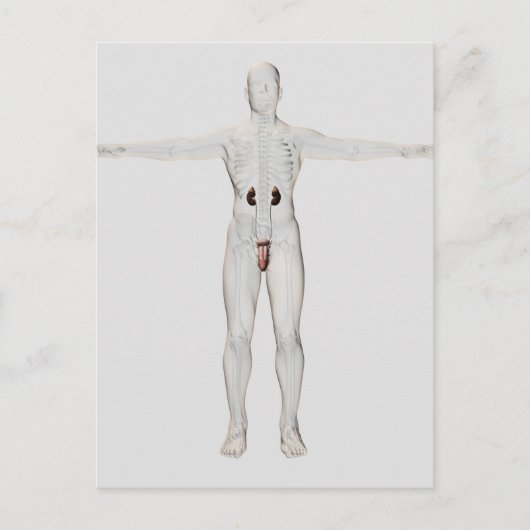 Carte Postale Illustration 3D Du Système Reproductif Homme 2 (Devant)