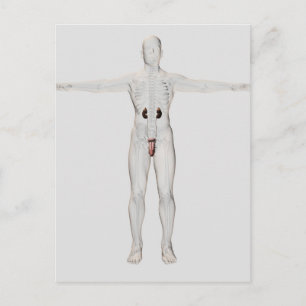 Carte Postale Illustration 3D Du Système Reproductif Homme 2