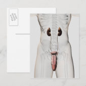 Carte Postale Illustration 3D Du Système Reproductif Homme 3 (Devant / Derrière)