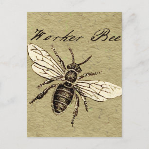 Carte Postale Illustration Antique d'Abeille Ouvrière Insecte Vi