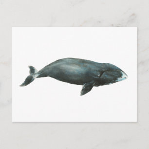 Carte Postale Illustration aquarelle de baleine boréale