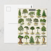 Carte Postale Illustration arbres (Devant / Derrière)