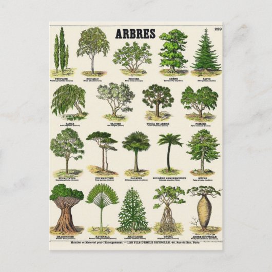 Carte Postale Illustration arbres (Devant)