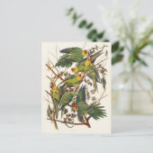 Carte Postale Illustration Audubon Carolina Parrot Bird (Debout devant)