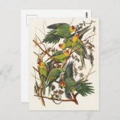 Carte Postale Illustration Audubon Carolina Parrot Bird (Devant / Derrière)