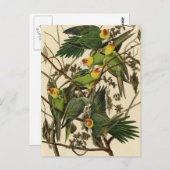 Carte Postale Illustration Audubon Carolina Parrot Bird (Devant / Derrière)