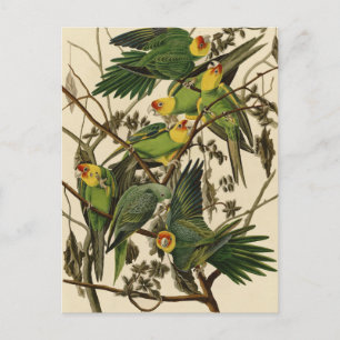 Carte Postale Illustration Audubon Carolina Parrot Bird