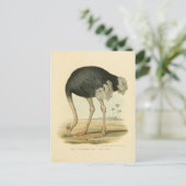 Carte Postale Illustration autruche (Debout devant)