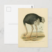 Carte Postale Illustration autruche (Devant / Derrière)
