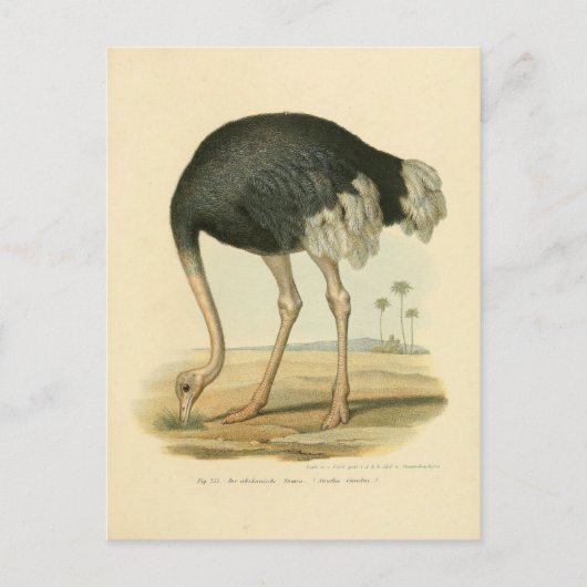 Carte Postale Illustration autruche (Devant)