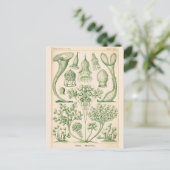 Carte Postale Illustration biologique de la flore verte (Debout devant)