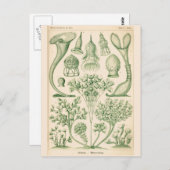 Carte Postale Illustration biologique de la flore verte (Devant / Derrière)