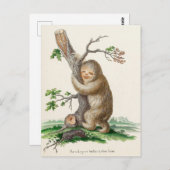 Carte Postale Illustration Bizarre Vintage Sloth (Devant / Derrière)