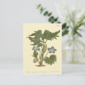 Carte Postale Illustration Bleue de Violette Palmée (Debout devant)