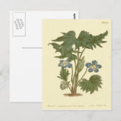 Carte Postale Illustration Bleue de Violette Palmée (Devant / Derrière)