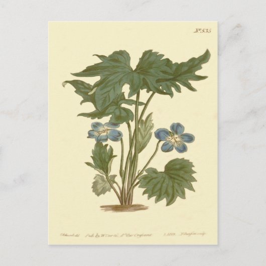 Carte Postale Illustration Bleue de Violette Palmée (Devant)