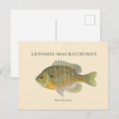 Carte Postale Illustration Bluegill Pêche (Devant / Derrière)