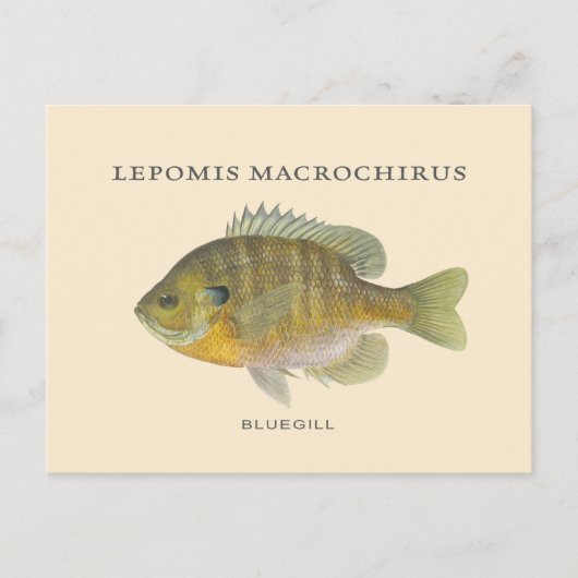 Carte Postale Illustration Bluegill Pêche (Devant)