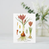 Carte Postale Illustration botanique (Debout devant)