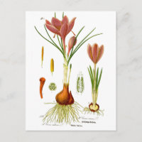 Illustration botanique