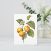 Carte Postale Illustration botanique Apricot-Peach (Debout devant)